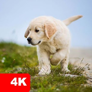Dog Wallpapers & Puppy Backgro